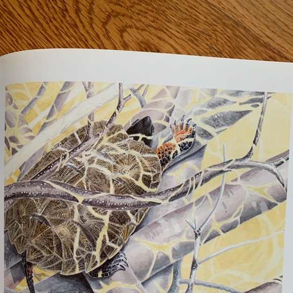 Book, The Year of the Turtle with illustrations - Picture 2 of 2